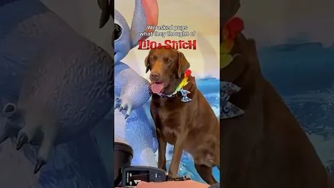 Vox Pups - Lilo & Stitch